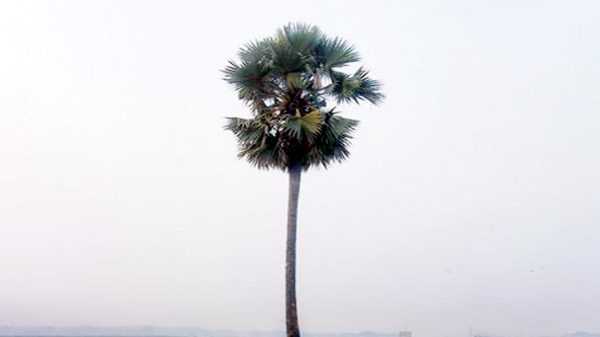 palm tree dailybangladesh 2208271616 - Bd Sylhet News
