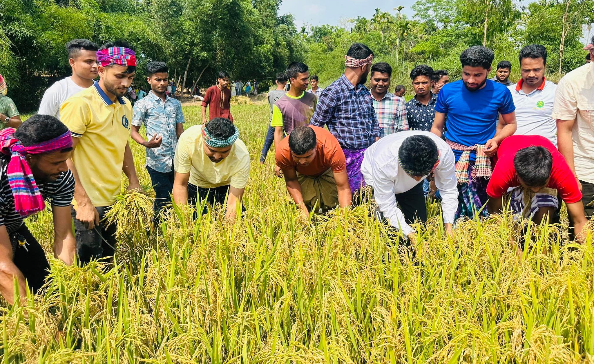 গোয়াইনঘাটে কৃষকের ধান কেটে ঘরে পৌঁছে দিচ্ছেন ছাত্রলীগের নেতাকর্মীরা 17 received 623189085944794 - Bd Sylhet News