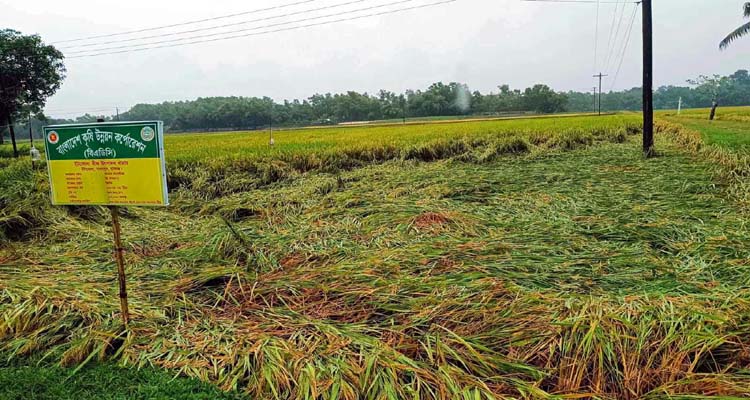 369477039 1000387994370469 2330273714927668151 n - Bd Sylhet News