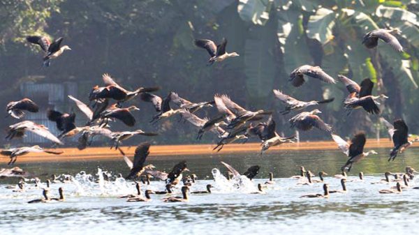1705465395.Bird 1 bg20 - BD Sylhet News