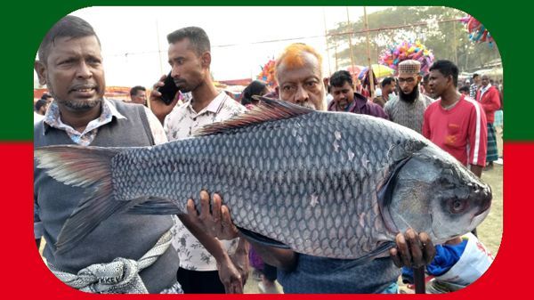 1736861722.Fish 1 - Bd Sylhet News