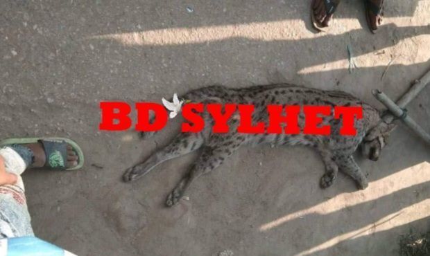Screenshot 20250511 005218 AndroVid - Bd Sylhet News