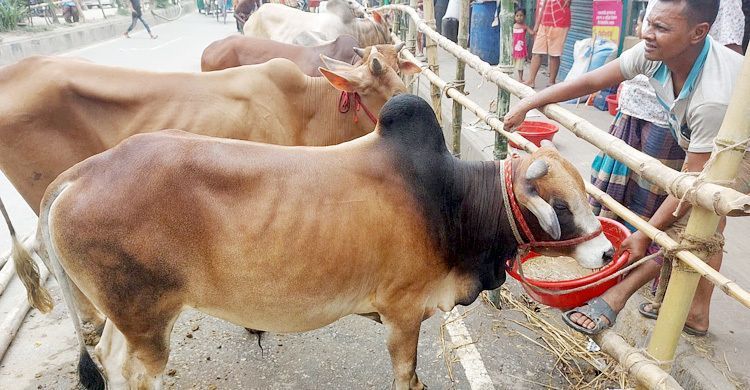 cow2 20250 - Bd Sylhet News