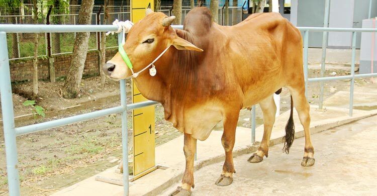 cow4 202505191 - Bd Sylhet News