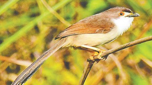 Untitled 7 copy - Bd Sylhet News