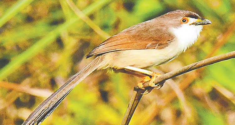 Untitled 7 copy - Bd Sylhet News