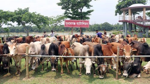 চোরাই পথে আসছে গরু, কোটি টাকার রাজস্ব বঞ্চিত সরকার 18 sunamganj1 1746191770 - Bd Sylhet News