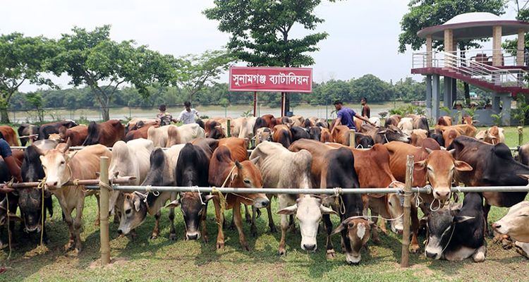 চোরাই পথে আসছে গরু, কোটি টাকার রাজস্ব বঞ্চিত সরকার 16 sunamganj1 1746191770 - Bd Sylhet News