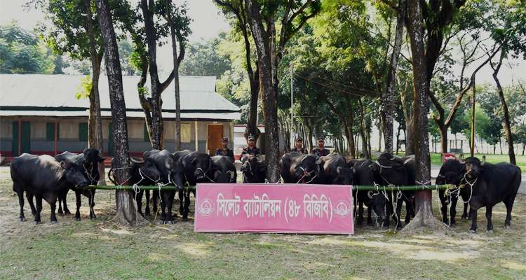Untitled 2 copy 1 - Bd Sylhet News