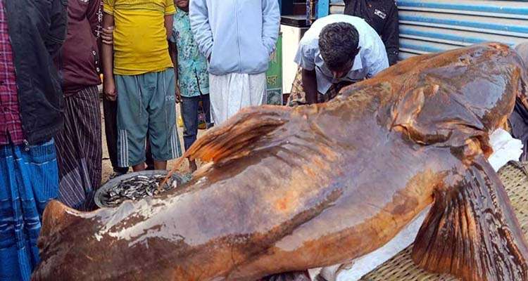 1769269019 0eab540e8a20e2ef650d7f46ff97fcb7 - Bd Sylhet News