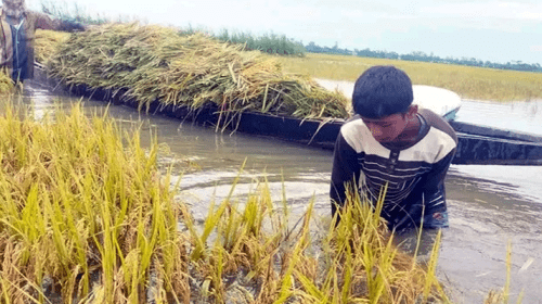 Haor 3 - Bd Sylhet News