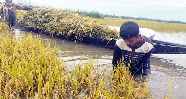 Haor 3 - Bd Sylhet News