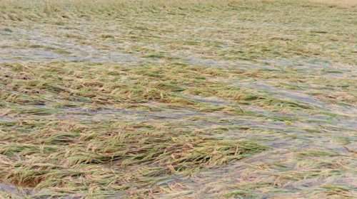 T24 - Bd Sylhet News