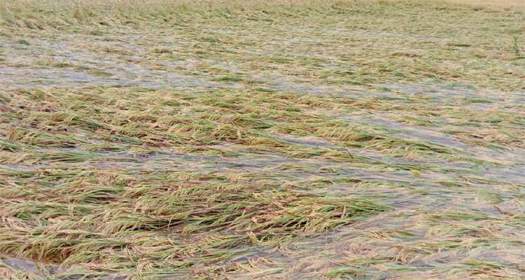 T24 - Bd Sylhet News