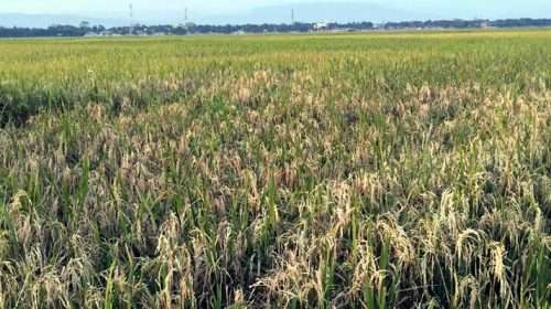 Untitled 7 copy 3 - Bd Sylhet News