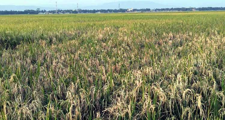 Untitled 7 copy 3 - Bd Sylhet News