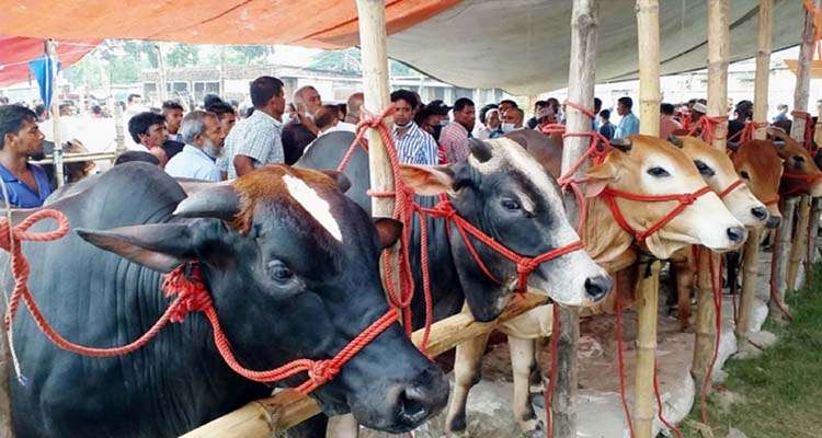 d05354c77295bbd3665c7180c55c4762 - Bd Sylhet News