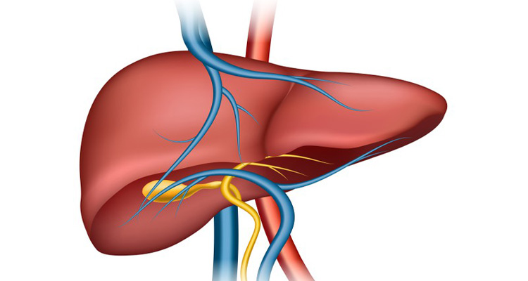 fatty liver - Bd Sylhet News