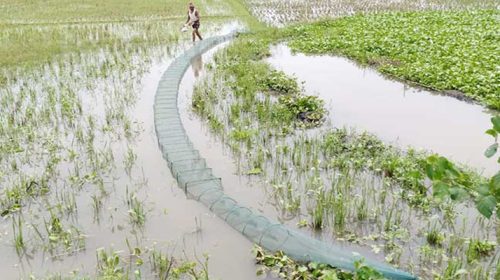 3c Domestic fish in danger of survival due to being caught in banned Chinese nets 2 - Bd Sylhet News