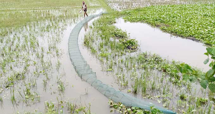 3c Domestic fish in danger of survival due to being caught in banned Chinese nets 2 - Bd Sylhet News
